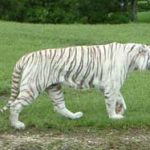 miami dade county metro zoo white tiger