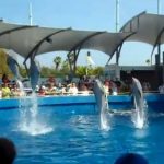 Top Deck Dolphin Show