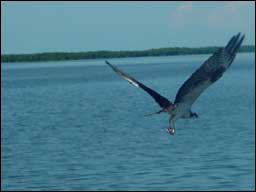 Hawk-Fishing