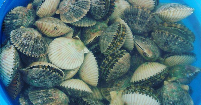 Homosassa And Crystal River Area Scallop Tours