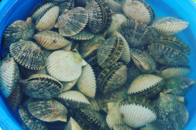 Homosassa And Crystal River Area Scallop Tours