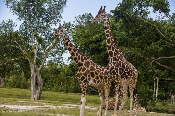 Miami Metro Zoo: Animals And More Animals