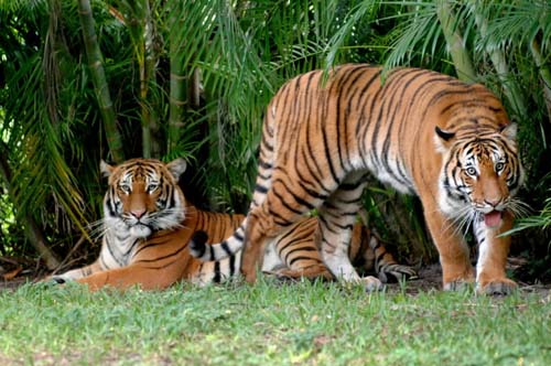 West-Palm-Zoo-Tigers