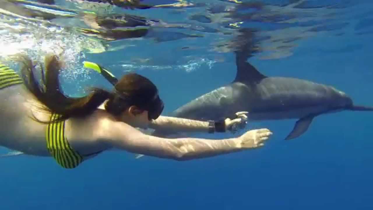 Wild About Dolphins, Wild Dolphin Experience