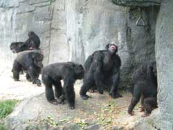 gorillafamily