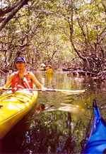 mangrovekayak