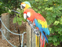 parrot-jungle3
