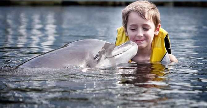 Florida Keys Dolphin Swim