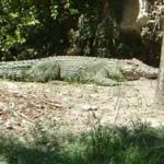 crocodile miami metro zoo