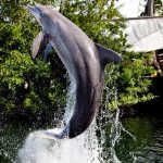 florida keys dolphin swim 