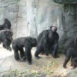 miami metro zoo Gorilla Family
