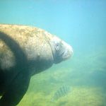 This manatee swim belly needs to be rubbed