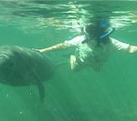 swim with the manatee