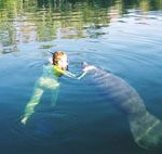swim with a manatee
