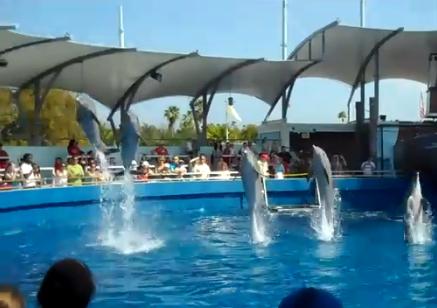 Miami Seaquarium Top Deck Show