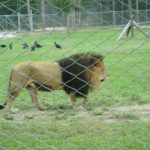 Lion at Lion Country Safari