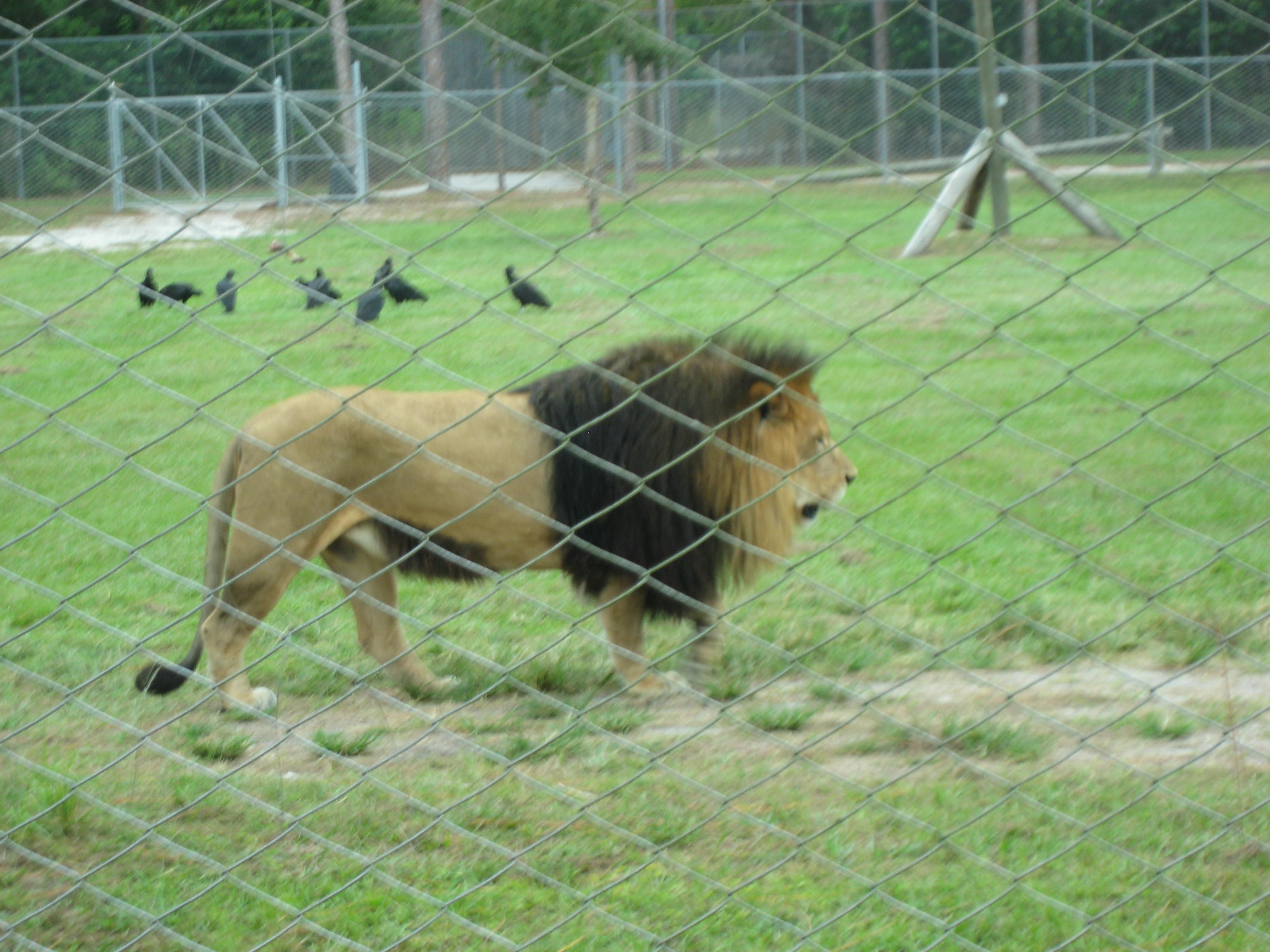 Lion Country Safari West Palm Beach Review
