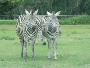 Zebras Lion Country Safari
