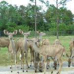 Impalas Lion Country Safari