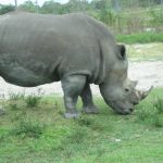 Rhinos Lion Country Safari