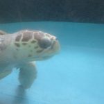 Turtle Gulf World Panama City Florida