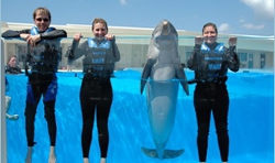 Daytona Beach Things To Do Johnny Your Florida Travel Guide Dolphin Swim Daytona Beach