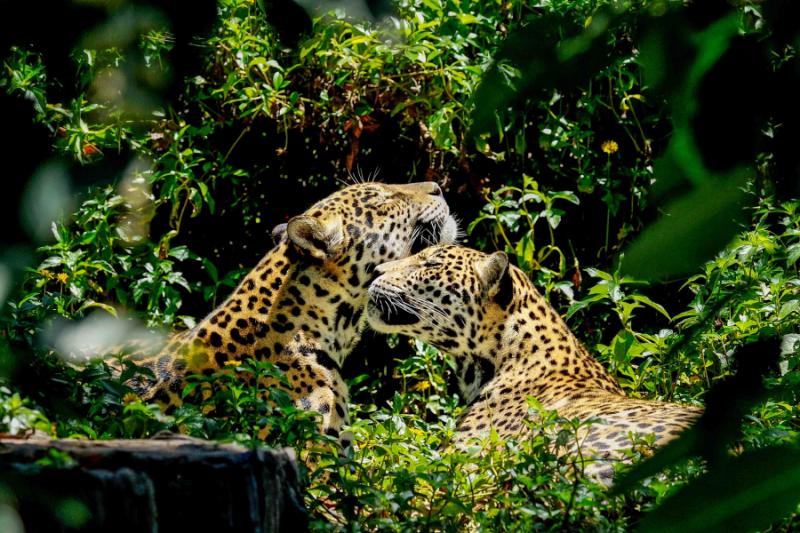 Belize, A World Of Wonder & Wilderness