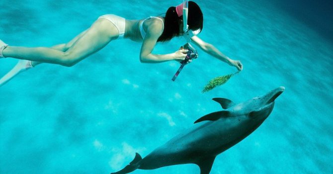 Bimini Wild Dolphin Encounters