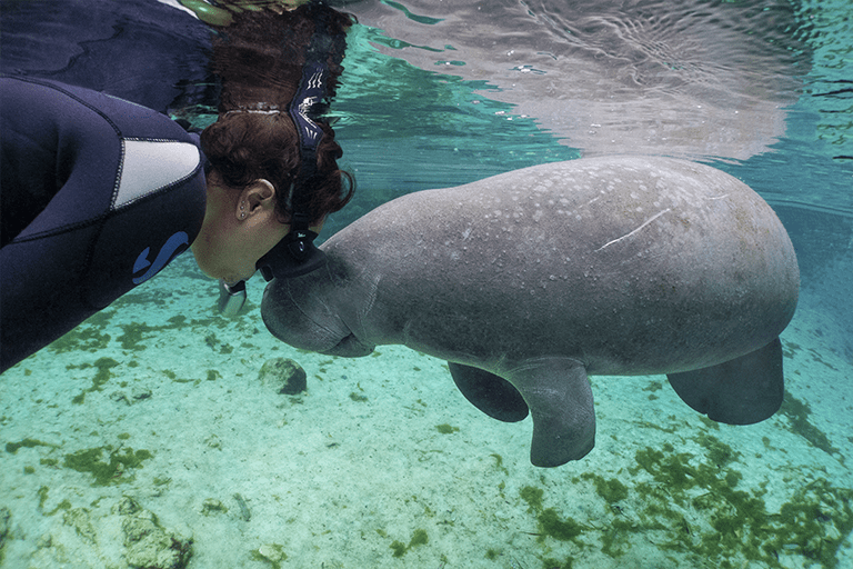 Swimming with manatees on Crystal River