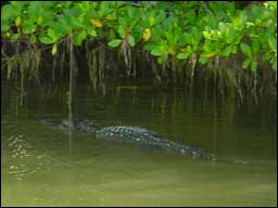 Everglades-Alligator