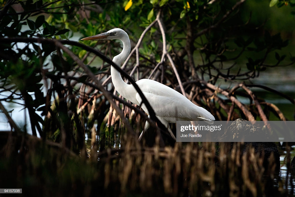 TAVERNIER, FL - DECEMBER 08:  A Great White Heron Is Seen At The Florida Keys Wild Bird Rehabilitation Center On December 8, 2009 In Tavernier, Florida.  The Center Which Cares For Sick And Injured Birds Came Close To Shutting Down Because Of The Lack Of Donations Due To The Economic Downturn This Summer, But Recently Donations Have Come Through Due To Publicity About The Plight Of The Center. The Center Continues To Need Donations To Operate The Place That Founder Laura Quinn, A Retired Teacher, Began Almost 20 Years Ago. They Treat And Release About 700 Birds A Year And Permanently Care For About 90 Birds As Well As Having Daily Feedings For Wild Birds In The Area.  (Photo By Joe Raedle/Getty Images)