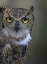 Florida-Tourism-owl