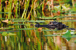 Florida-Trail-Big-Cypres1