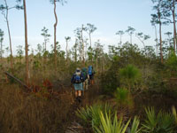 Florida-Trail-Big-Cypres4