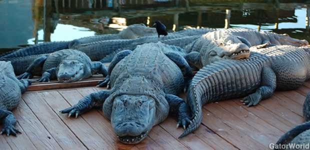 Gator Park  Florida Vacation Travel Guide