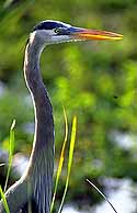 GreatBlueHeron