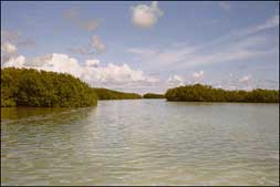 Mangroves