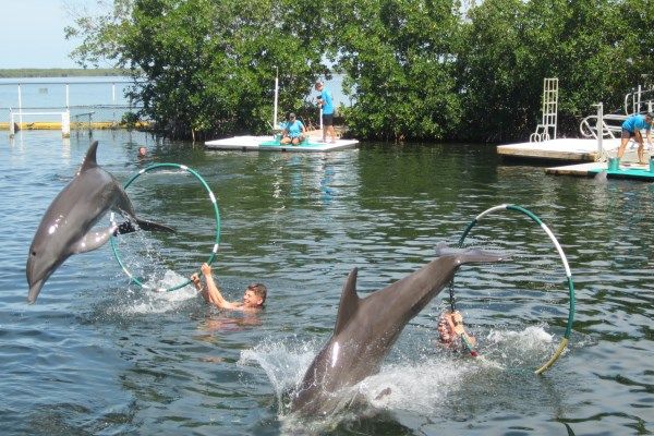 My Experience Of Swimming With The Dolphins In The Florida Keys