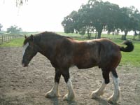 OcalaHorseFarm6