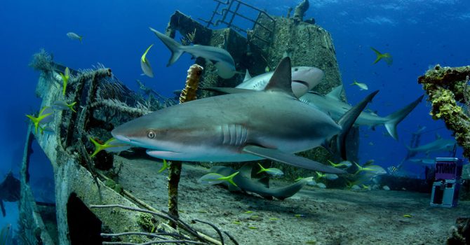 “Ray Of Hope” Adds To Bahamian Reefs