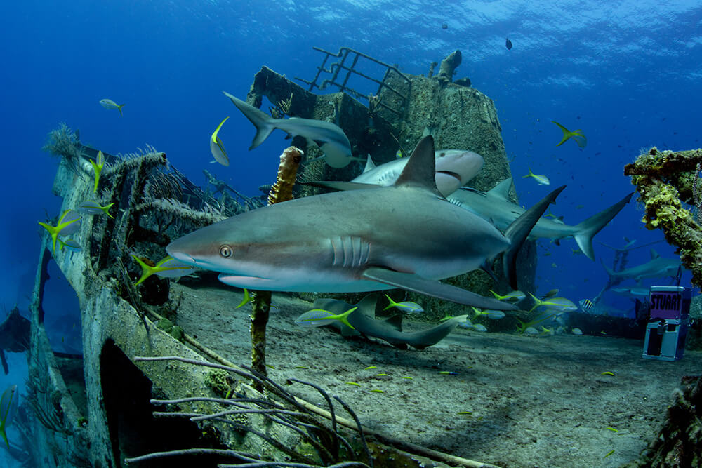 Ray Of Hope Adds To Bahamian Reefs