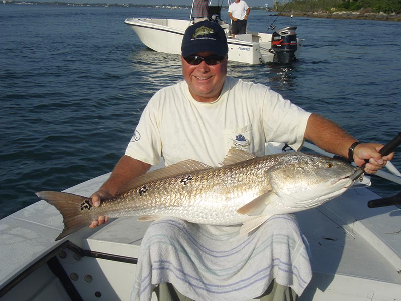 Big Redfish Can Swarm Sebastian Inlet In July. Photo Credit: Capt. Gus Brugger.