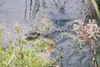 Shark-Valley-everglades-3