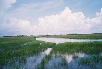 Shark-Valley-everglades-4