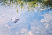 Shark-Valley-everglades-5