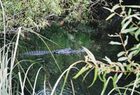 Shark-Valley-everglades-6