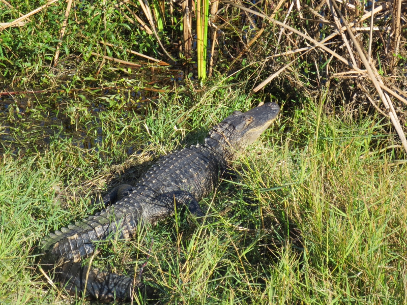 StAndrewsStateParkAlligator