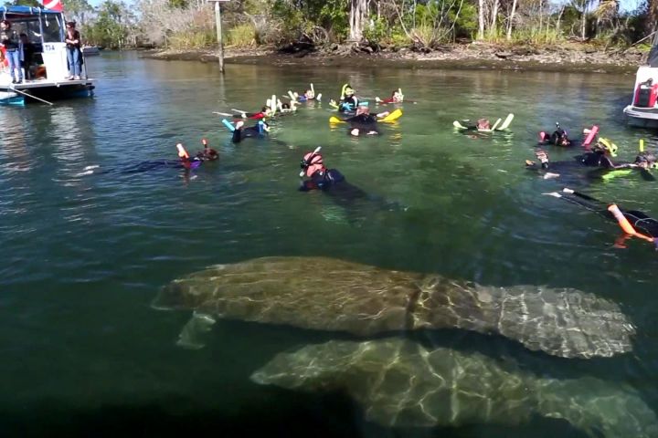 Sunshine River Tours At Homosassa River And Springs…