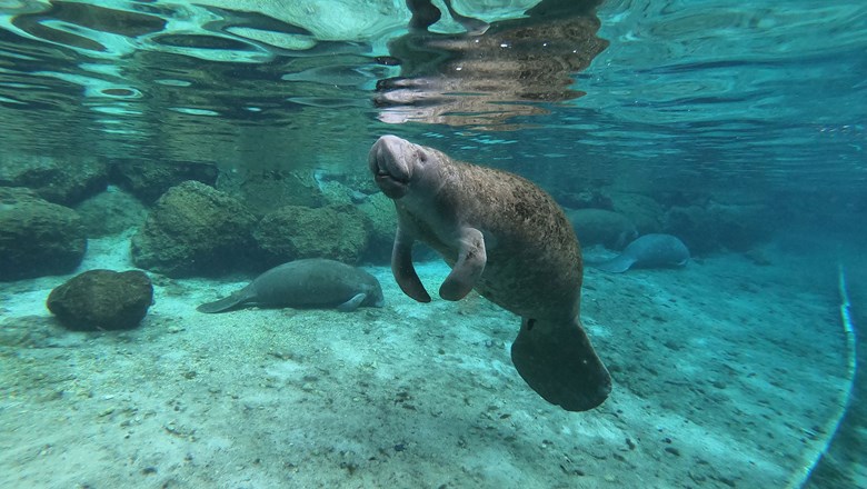 Manatees In Crystal River – You’ve Gotta See Them!!