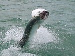 TARPON